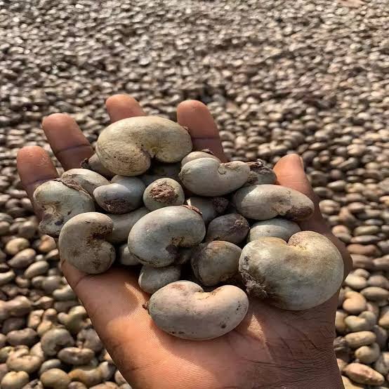 Cashew Nuts